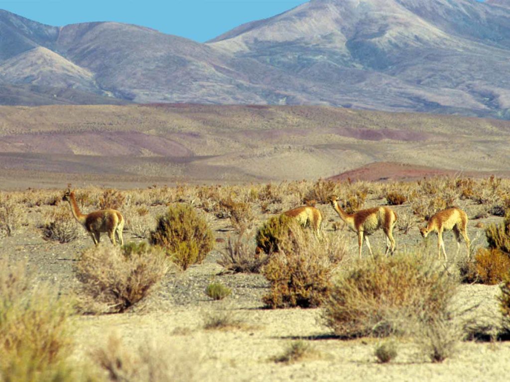 Vicuñas im Anden-Hochland