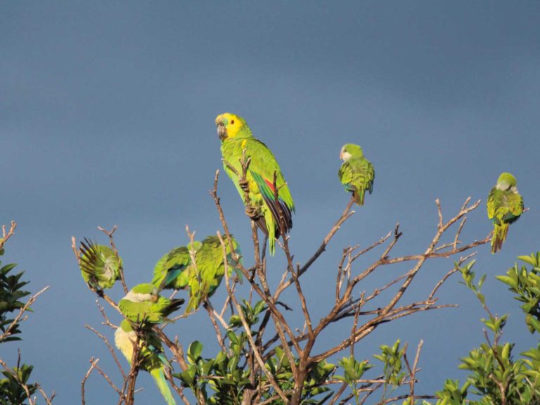 Reiche Tierwelt im Pantanal, Brasilien