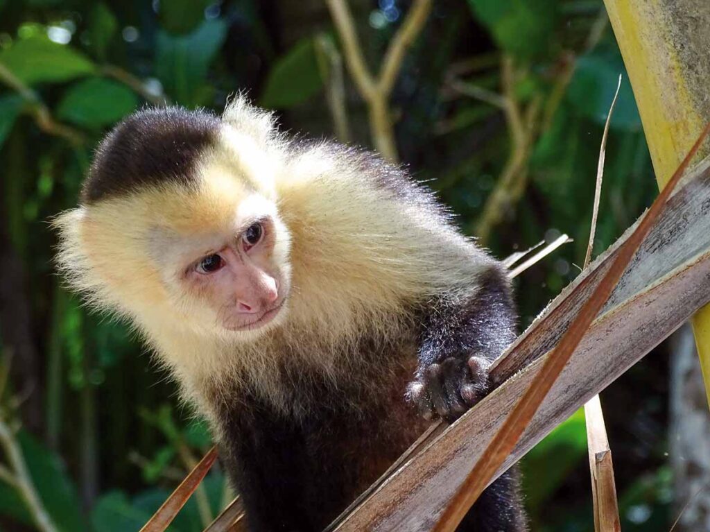 Ein Kapuzineraffe im Manuel-Antonio-Nationalpark, Costa Rica