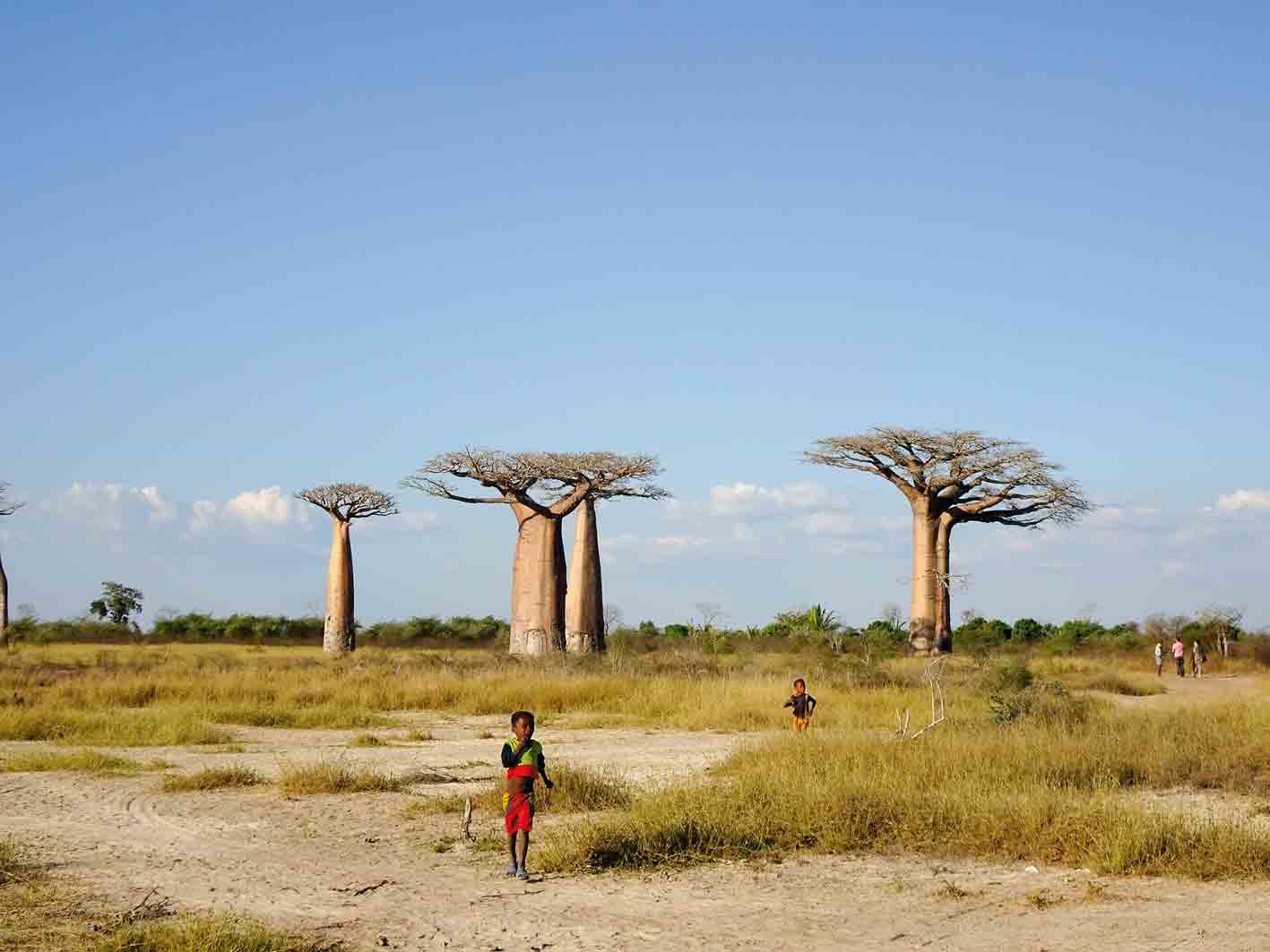 Überall auf Madagaskar anzutreffen: Baobabs (Affenbrotbäume)