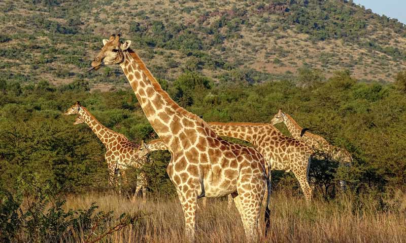 Giraffenherde im Pilanesberg-Nationalpark