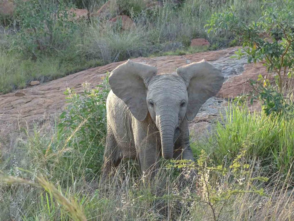 Junger Elefant im Krüger-Nationalpark, Südafrika