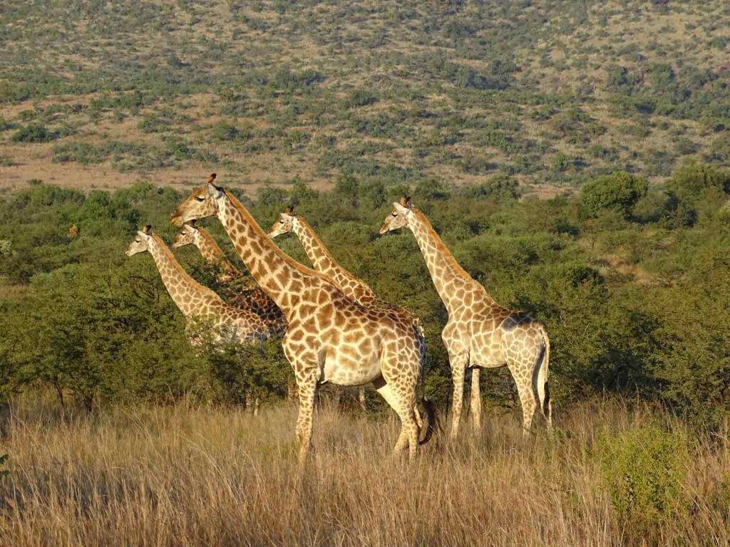 Giraffengruppe im Pilanesberg-Nationalpark, Südafrika