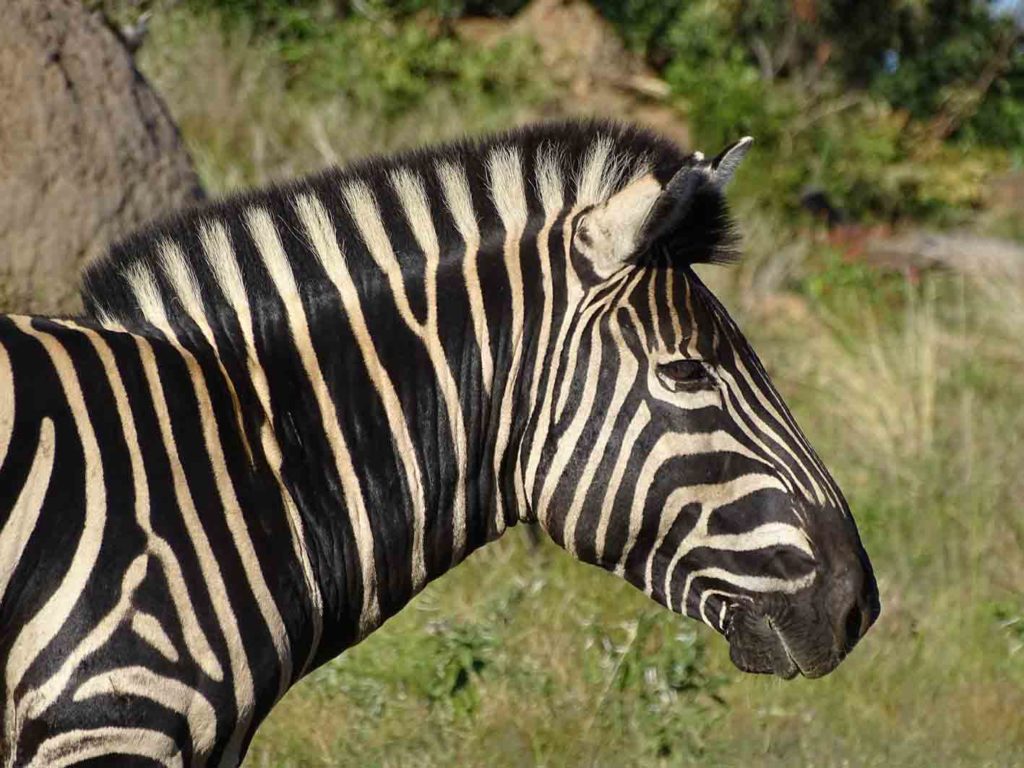 Zebra im Pilanesberg-Nationalpark, Südafrika