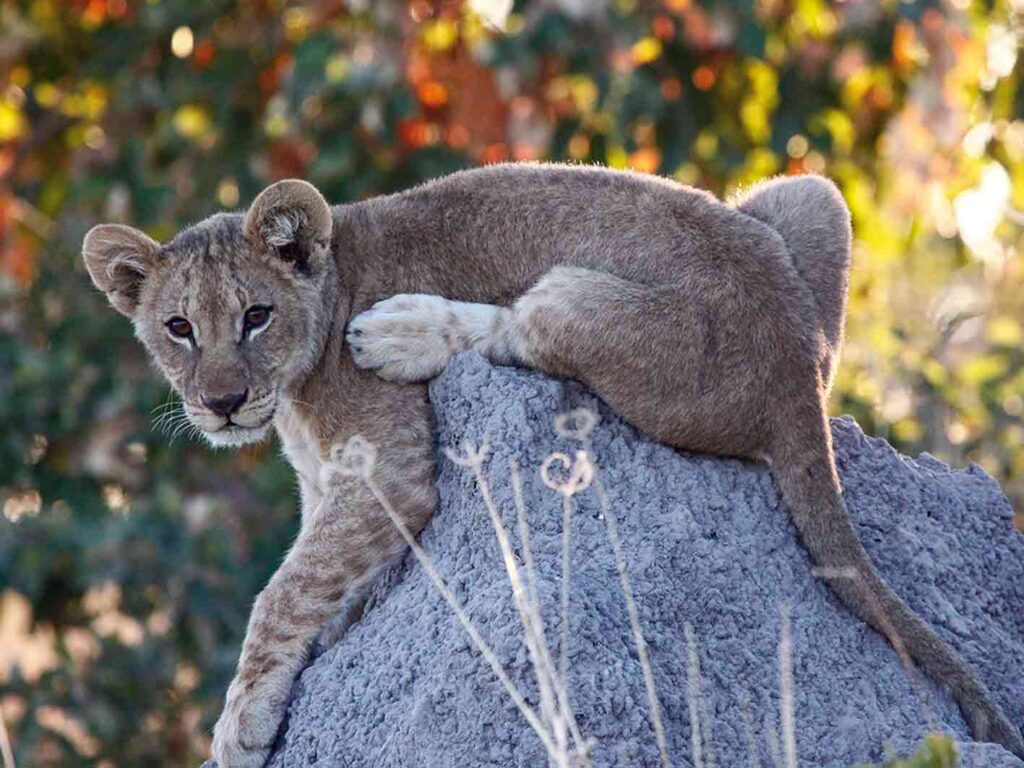 Junger Löwe, entdeckt auf der Safari mit dem Fahrzeug