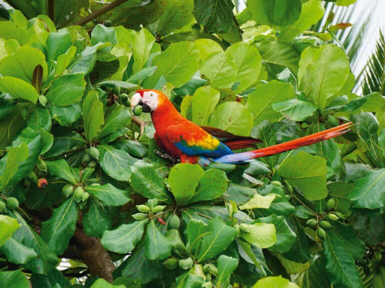 Hellroter Ara, Corcovado-Nationalpark, Osa-Halbinsel