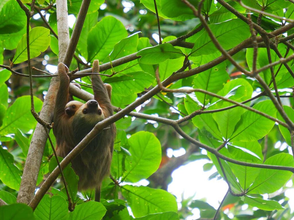 Faultiermama mit Baby