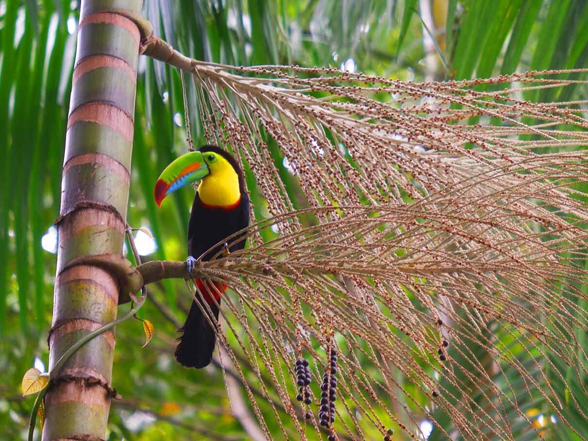 Tukan im Cahuita-Nationalpark