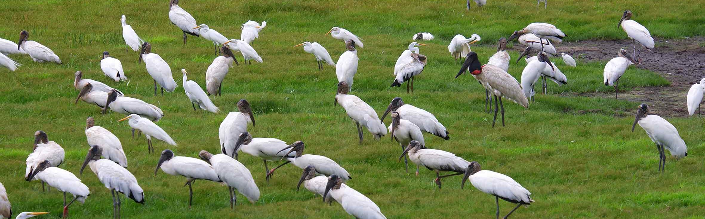 Vogelwelt Caño Negro