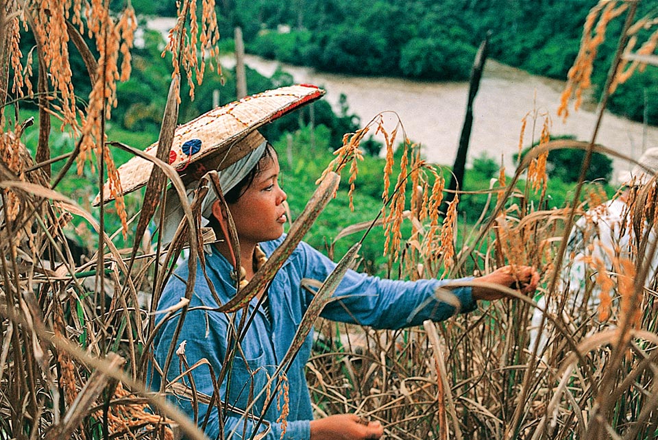 borneo-arbeit-getreidefeld