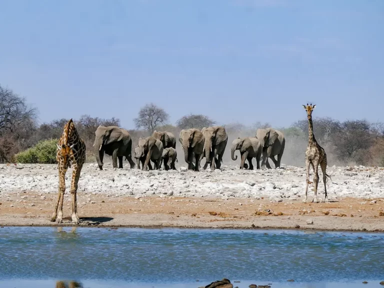 namibia-wildleben