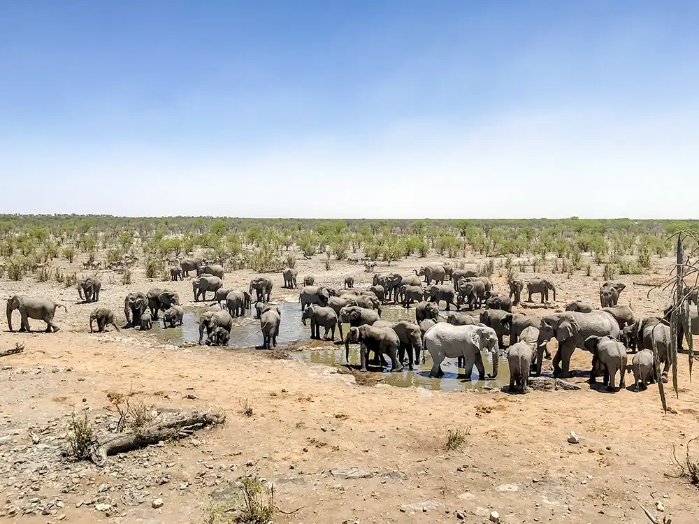 namibia-wasserloch