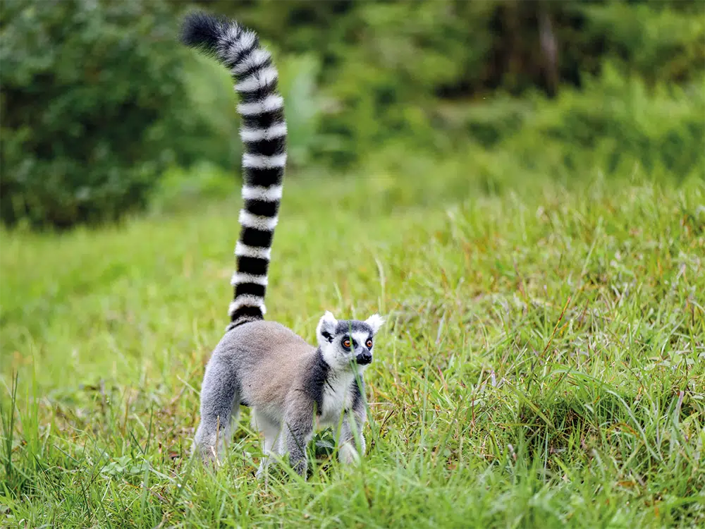 madagaskar-begegnug-lemur