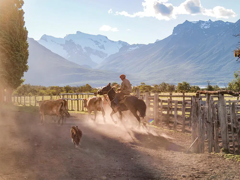 patagonien-pferd-gaucho