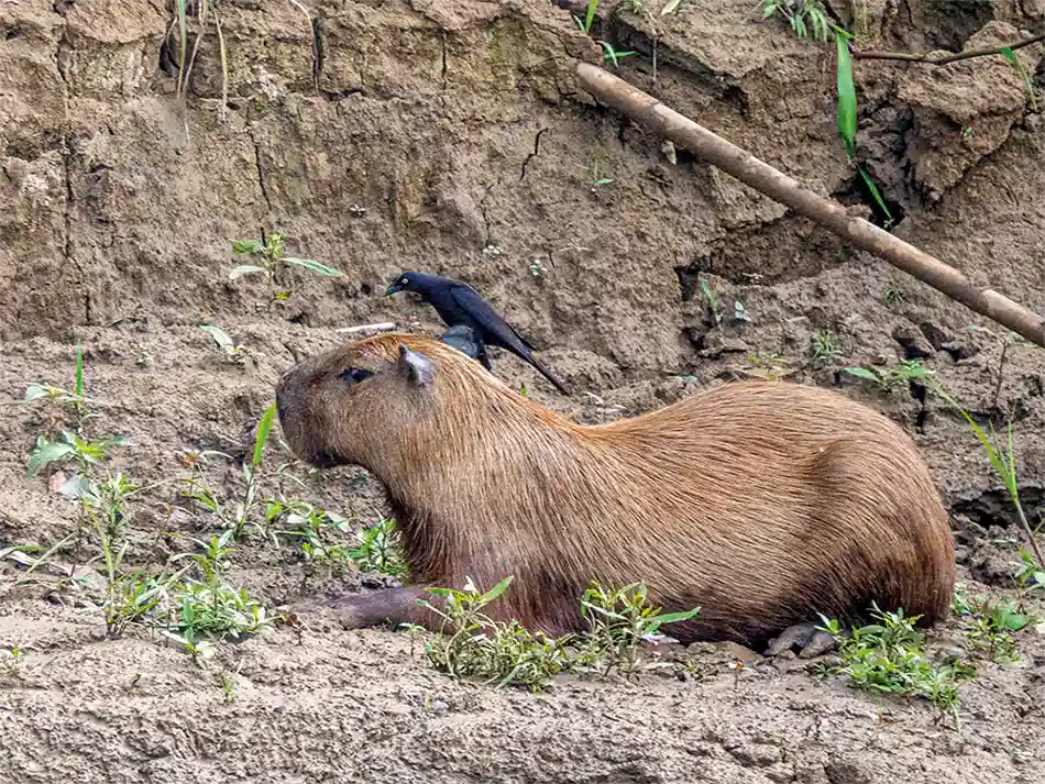 suedamerika-urwelten-capybara