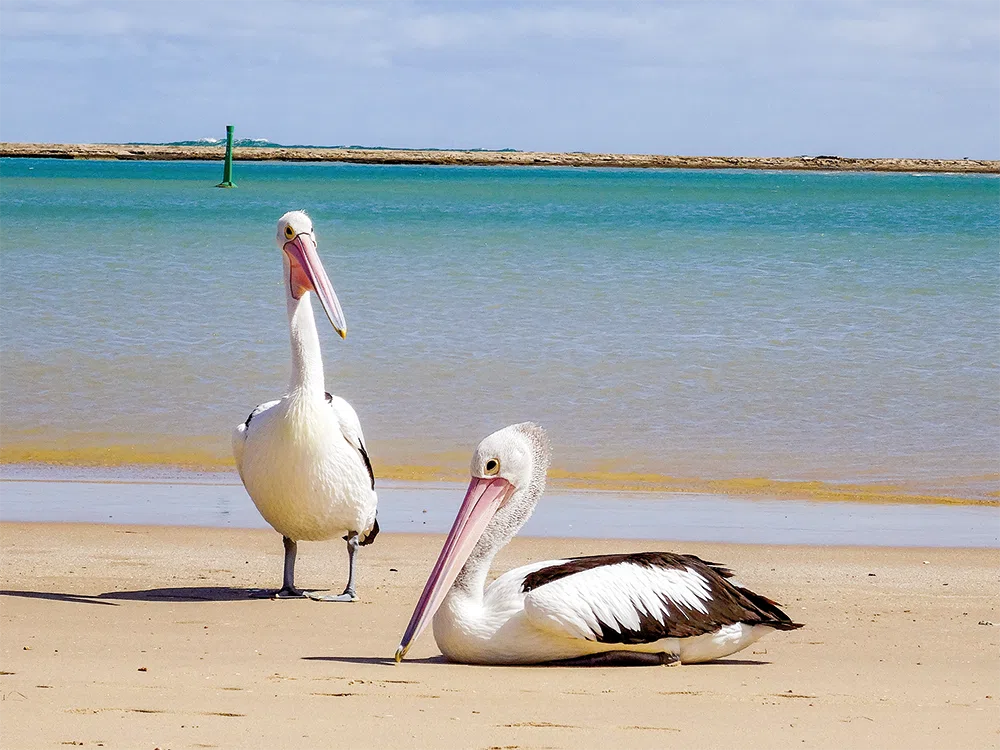 australien-pelikane-strand