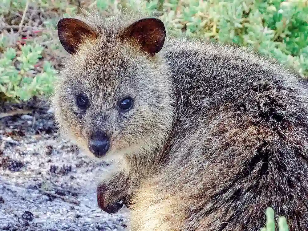 australien-quokka-kurzschwanzkaenguru