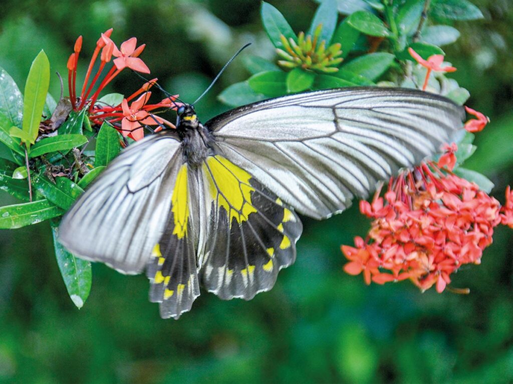 borpal-schmetterling