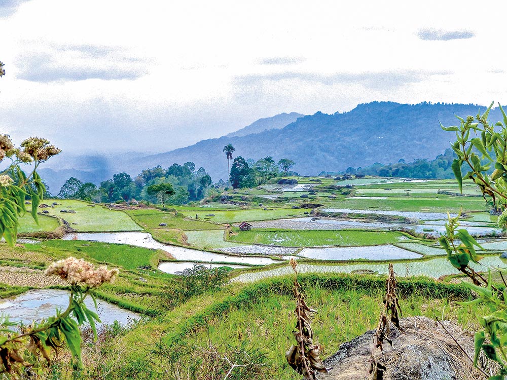 indonesien-reisfelder