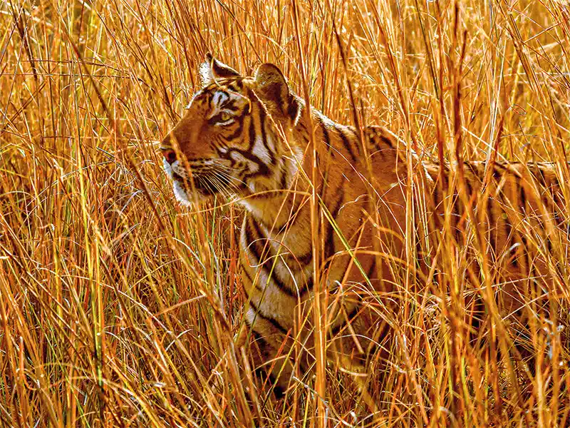 indien-rajasthan-tiger