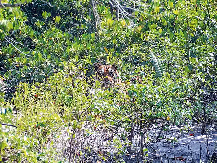 indien-sundarban-nationalpark-tiger