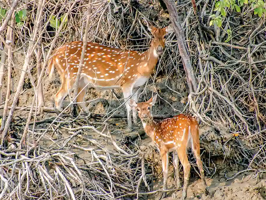 indien-sundarban-hirsche