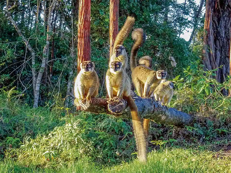 madagaskar-lemuren