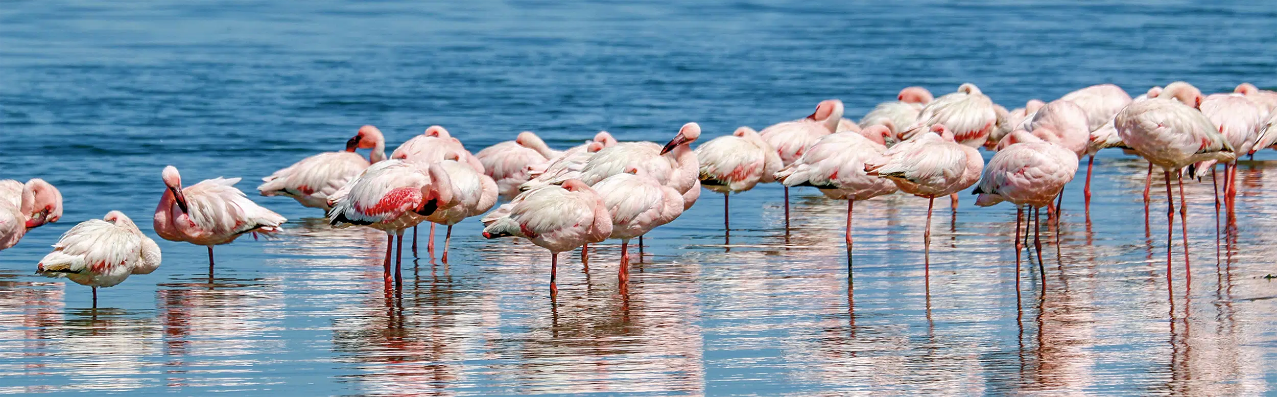 namibia-flamingos