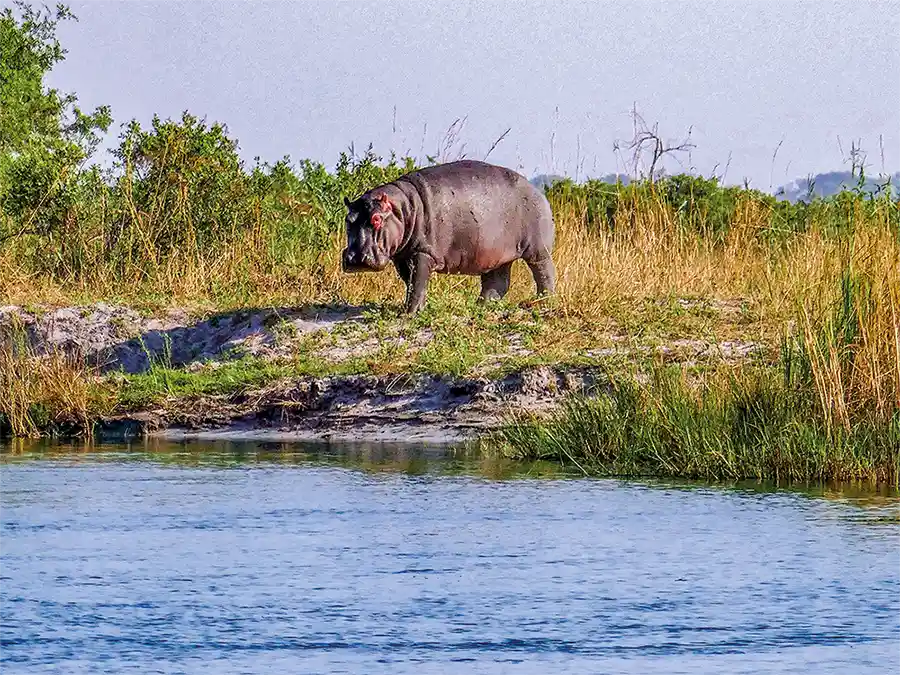 namibia-flusspferd