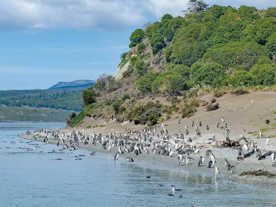 patagonien-pinguine