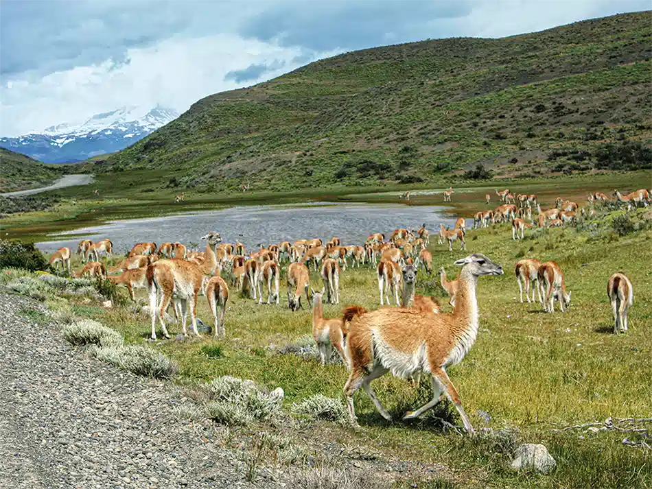 patagonien-guanaco-herde