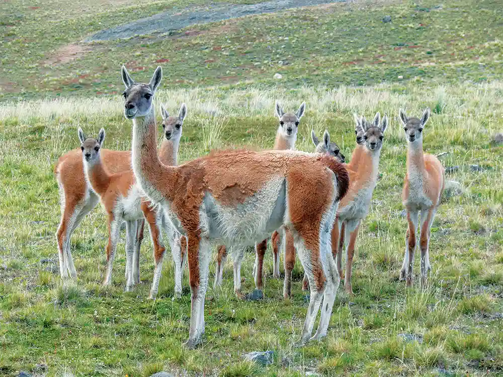 patagonien-guanacos-lamas