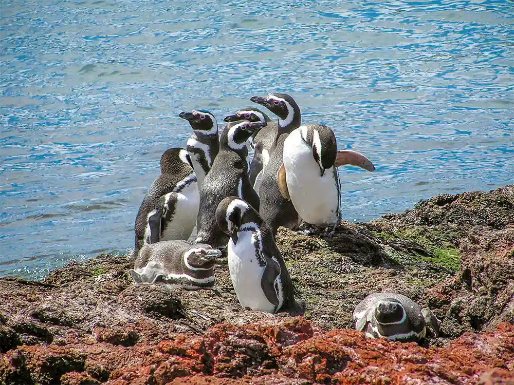 patagonien-pinguine