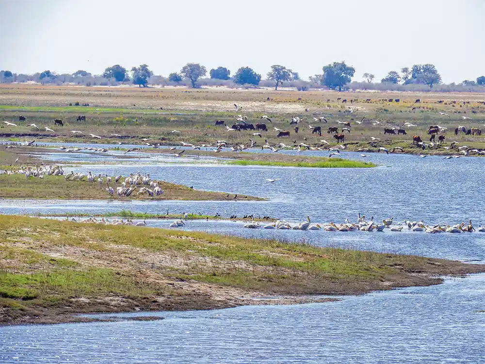 sambis-botswana-tierherden