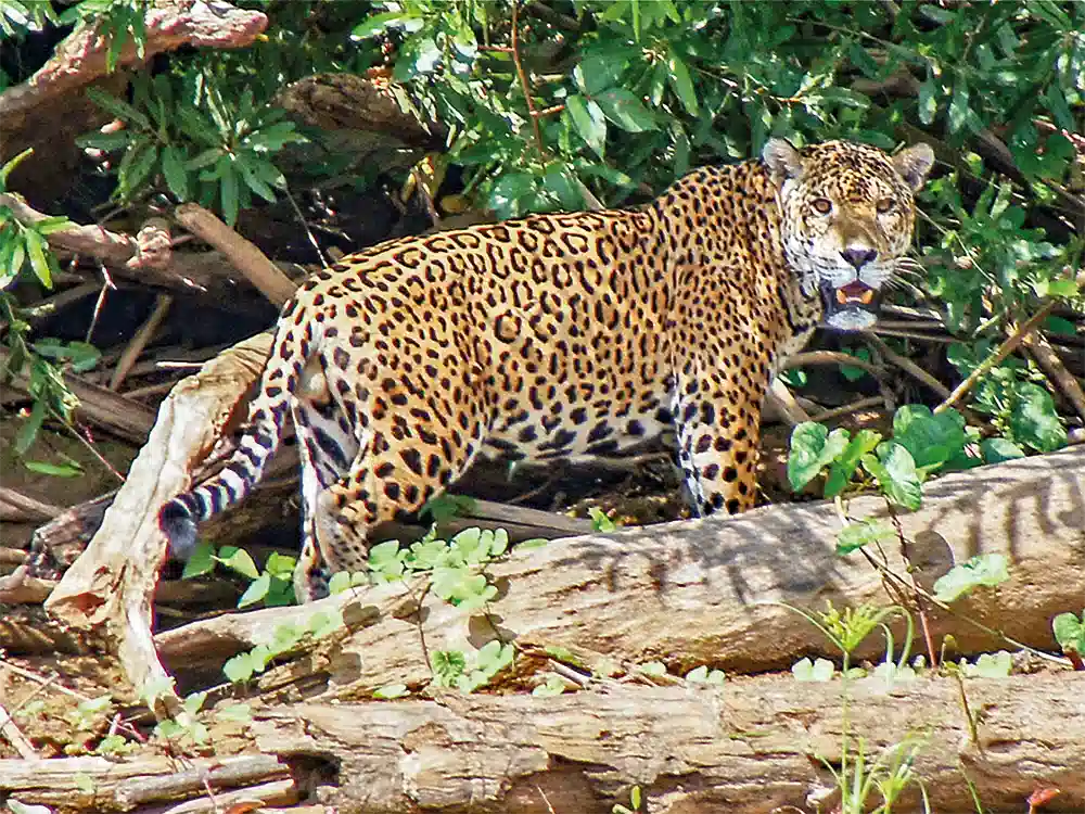 suedamerika-urwelten-jaguar-nationalpark