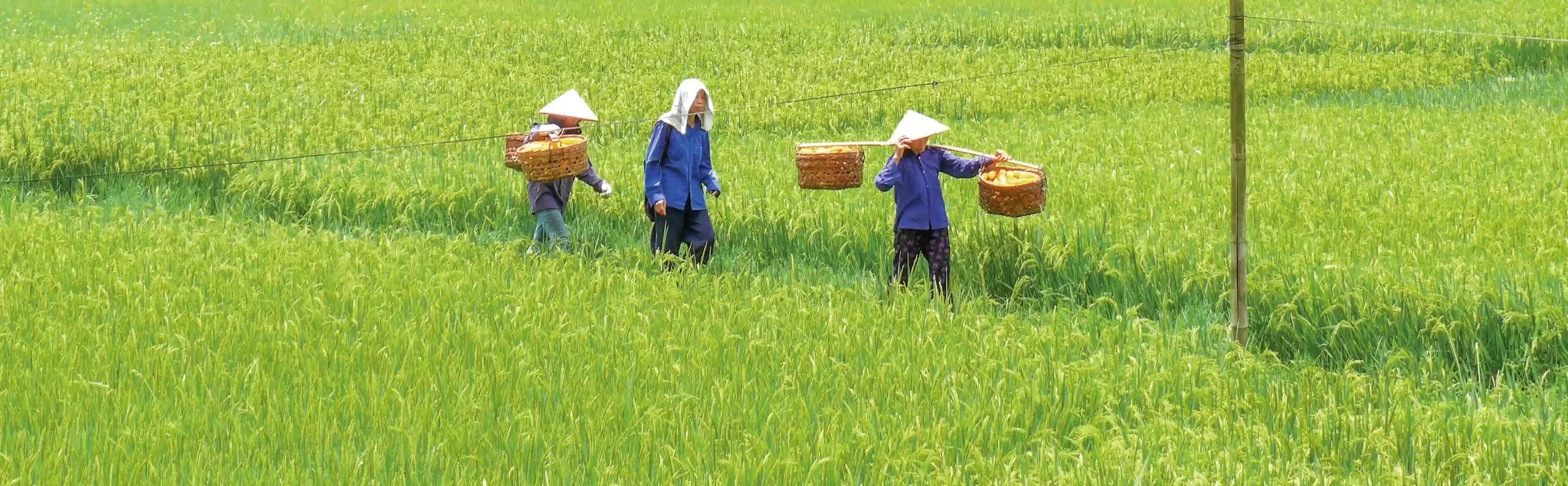 vietnam-hochlandreisfeld