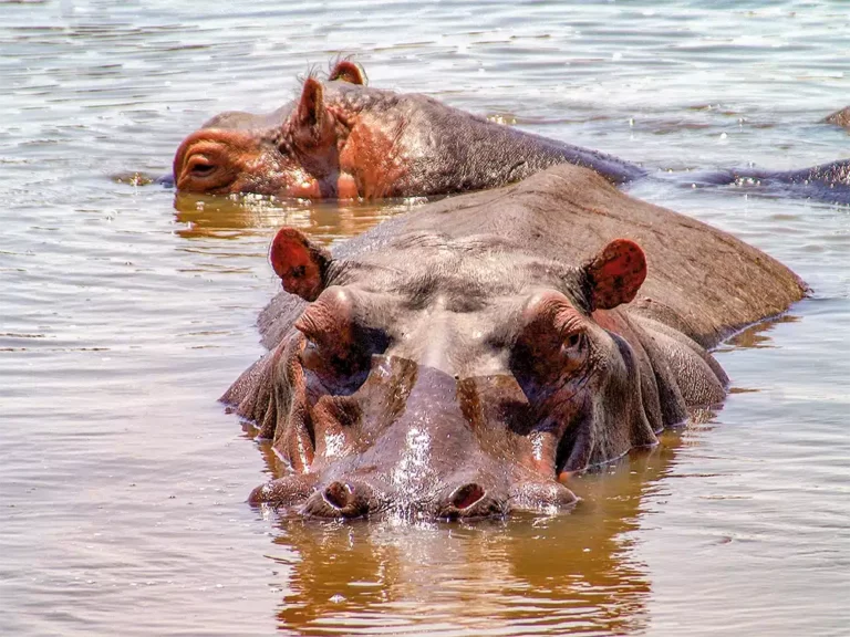 sambia-flusspferde-hippos