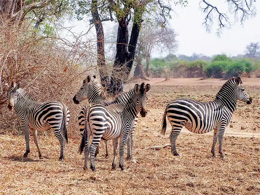 sambia-zebraherde