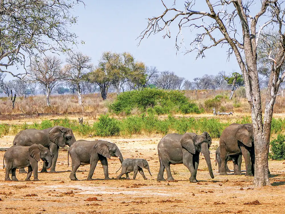 Namibia-Rundreise-Safari-Elefanten