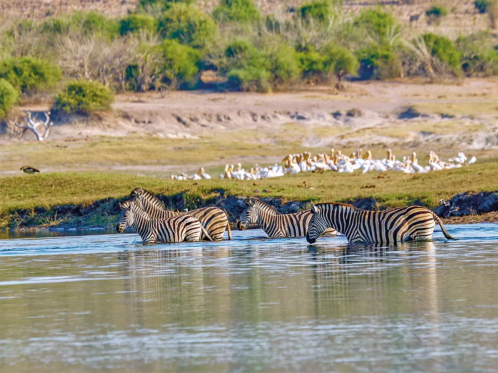 Namibia-Rundreise-Safari-Zebras-Pelikane