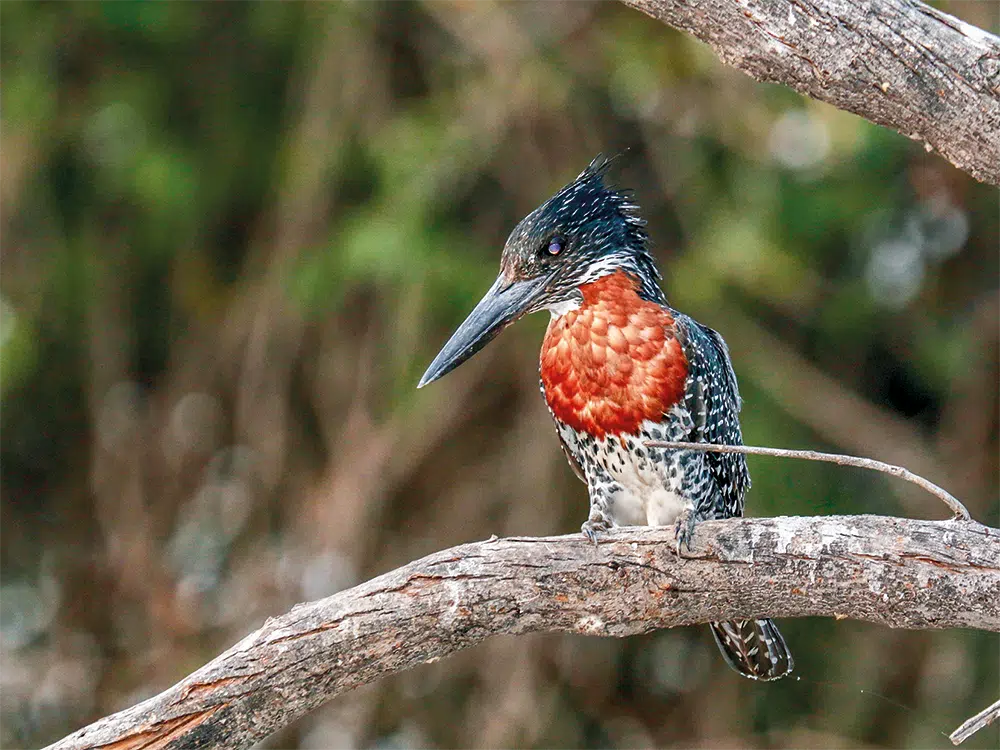 Namibia-Rundreise-Safari-Giant Kingfisher-Eisvogel